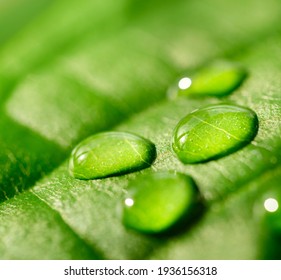 Green leaf with water drops - Shutterstock ID 1936156318