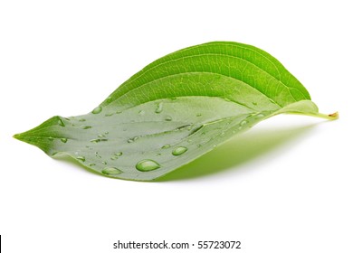 grünes Blatt mit Wassertropfen