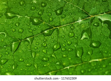 Green Leaf With Water Drops Close Up