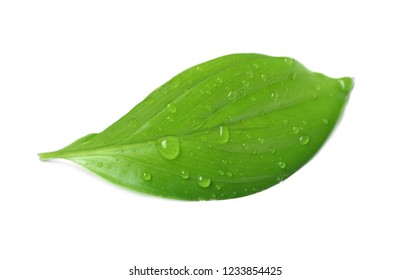 Green leaf with water drops isolated on white