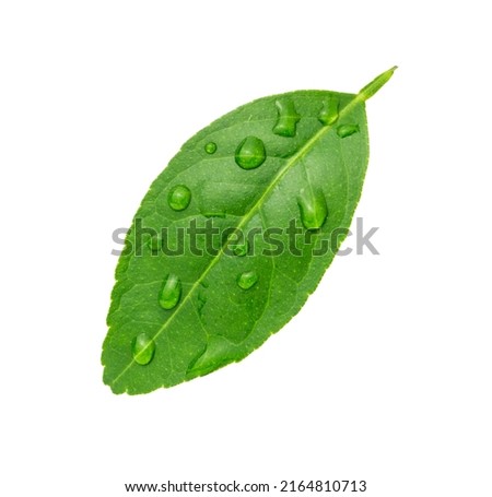 green leaf with water drops isolated on white background