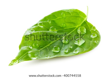 Green leaf with water drops isolated