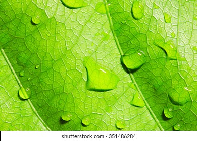 Green Leaf With Water Drops,closeup, Macro