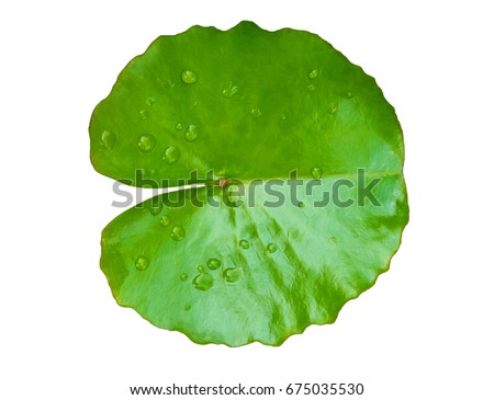 green leaf water lily and water on leaf isolated on a white background
