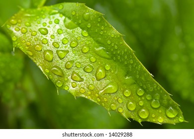 Green leaf with waterdrop