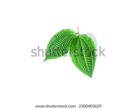 green leaf with white background for editing