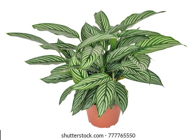 Green Leaf White Stripes Calathea Majestica Stock Photo 777765550 ...