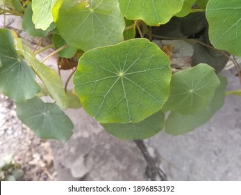 Green Leaf With Xylem Vessels Visible 