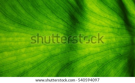 Green leaf zoom