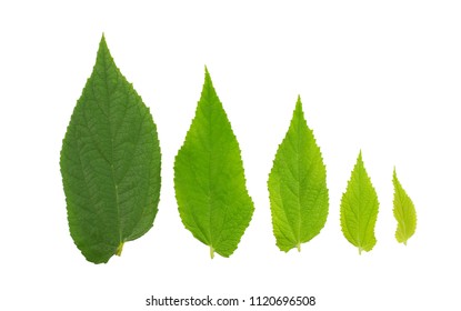 Leaves Of Different Sizes Images, Stock Photos & Vectors | Shutterstock