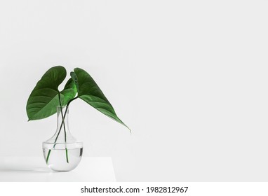 Green Leafed Plant On Clear Glass Vase Filed With Water