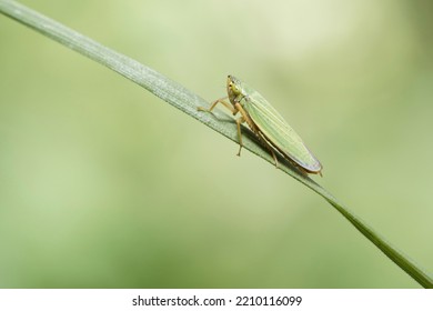 A green leafhopper on a blade of grass with a green background. - Shutterstock ID 2210116099