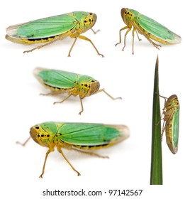 Green Leafhoppers - Cicadella Viridis