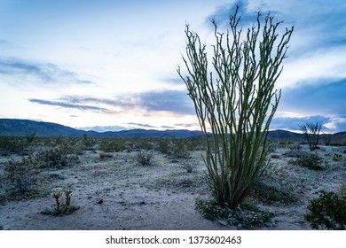Green, leafing Ocotillo plant cactus at sunset. Taken in Joshua Tree National Park in California, at the Ocotillo Patch area