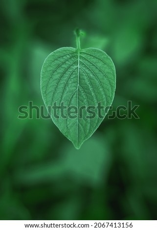 green leaf's with depthfield and blurry background 