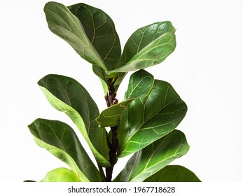 20,200 Ficus tree white background Images, Stock Photos & Vectors ...