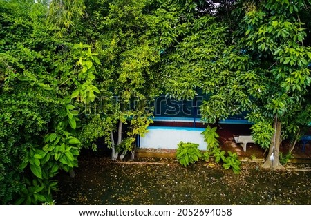 Green leafs in front of water. Beautiful gree leafy background