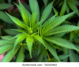 Green leafs of Hemp Cannabis, marijuana herb background