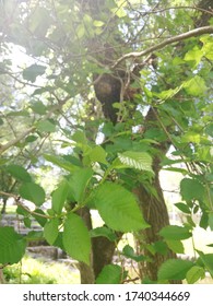 Green leafs in a high tree