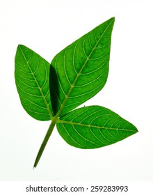 Small Green Leaves Isolated On White Stock Photo (Edit Now) 426725248