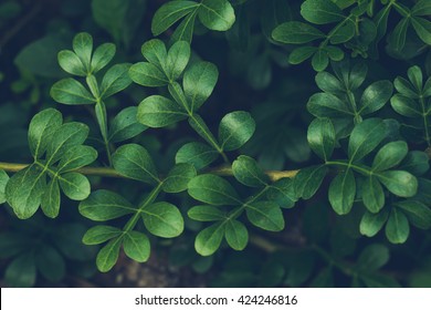 Green Leafs Low Key Dark Tone Nature Background 