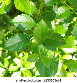 green leafs and nice leaf shape in the forest, nature 