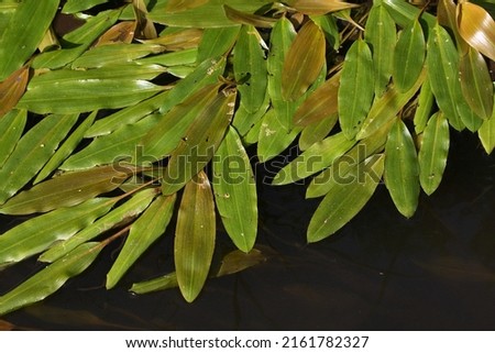 green leafs of a pondweed floating at the surface of the water