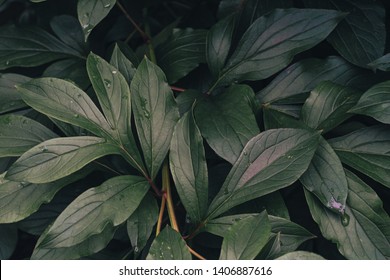Green leafs texture. Leaf texture background - Shutterstock ID 1406887616