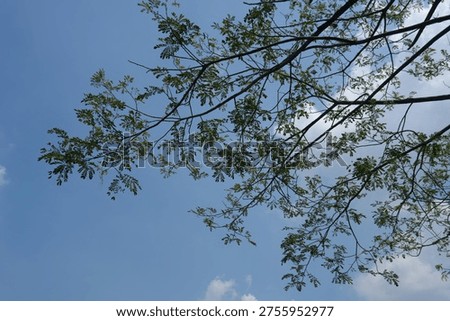 green leafs and tree brance with blue sky