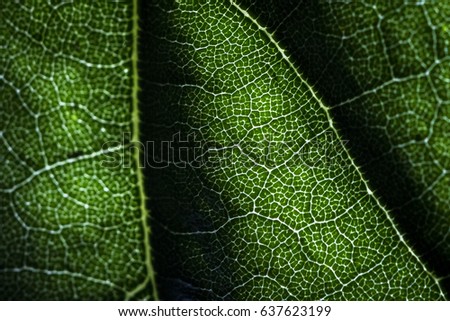 green leaft background texture