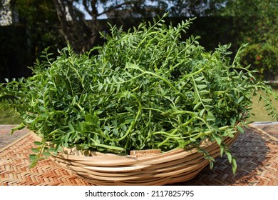 Green Leafy Chickpea Vegetable Leaves. Tender Chana Chick Pea Or Bengal Gram Legume Leaves In Wicker Bamboo Basket Sold In Market Outside In Farm