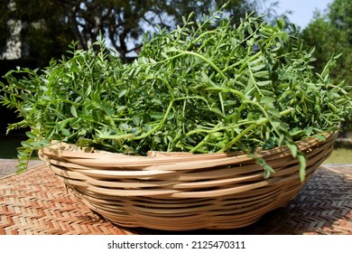 Green Leafy Chickpea Vegetable Leaves. Tender Chana Chick Pea Or Bengal Gram Legume Leaves In Wicker Bamboo Basket Sold In Market Outside In Farm