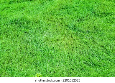 Green Leafy Grass Background Image.