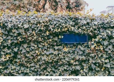 Green Leafy Hedge With Street Name Plaque. Space For Text.