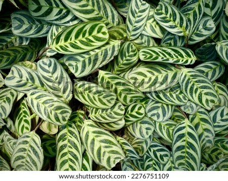 Green Leafy Patterns wallpaper background