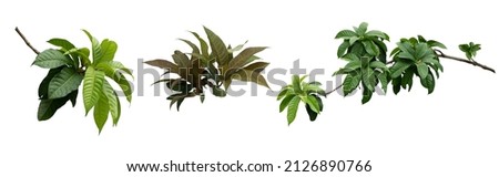 Green leafy plant. Branches of leaves isolated on white background. Cutting path.
