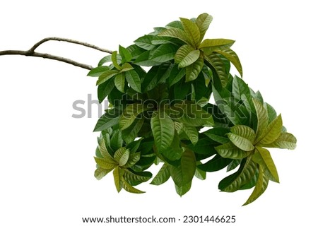 Green leafy plant. Branches of leaves isolated on white background. Cutting path.