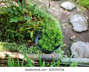 Green Leafy Plant Hanging In School Garden Pot