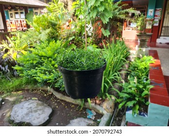 Green Leafy Plant Hanging In School Garden Pot