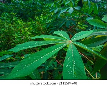 Green Leafy Plant. Green Plants In Indonesia.