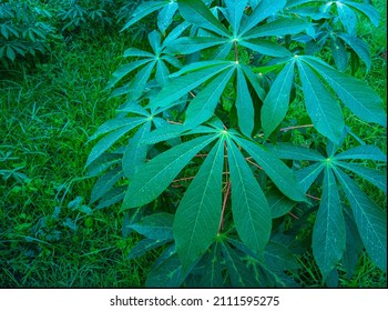 Green Leafy Plant. Green Plants In Indonesia.