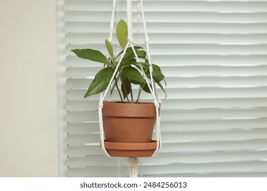 A green leafy plant in a terracotta pot hanging in a macrame holder against window blinds. - Powered by Shutterstock