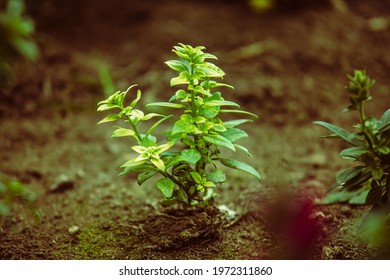Green leafy plants with blurry brown d background. Dirt and soil. Close up. Macro. Background separation
