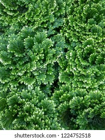 Green leafy plants with white tips. Patterned texture background.