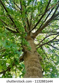 Green, leafy tree