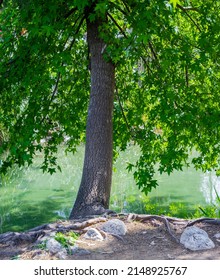 Green Leafy Tree Shadow Reflects On The Lake