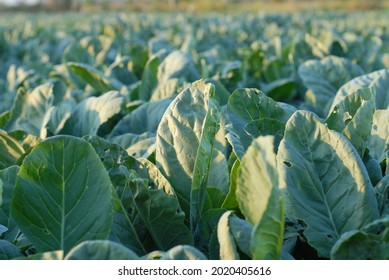 Green Leafy Vegetable Plot In Orchard , Sun Shining, Blurry Bokeh.