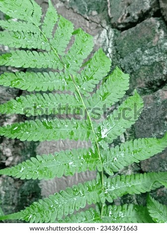 The green leag in the field 