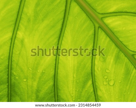 green leage background structure of leafe and water drop on 