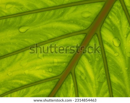 green leage background structure of leafe and water drop on 